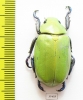 Chrysina beckeri  Mexico - INSECTS-STORE.RU