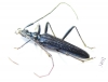 Novantinoe sp.  Ecuador - INSECTS-STORE.RU