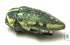 Julodis fimbriata fimbriata  Sudan - INSECTS-STORE.RU