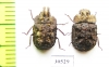 Tenebrionidae sp., pair  Malaysia, Borneo - INSECTS-STORE.RU