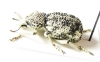 Brachyceridae sp.1  South Africa Rep. - INSECTS-STORE.RU