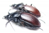Carabus (Morphocarabus) aeruginosus  Russia, Burjatia reg. - INSECTS-STORE.RU