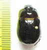 Dynastinae sp.  Madagascar - INSECTS-STORE.RU