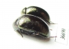 Tenebrionidae sp.  Indonesia, Sumatra - INSECTS-STORE.RU