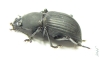 Tenebrionidae sp.  Malaysia - INSECTS-STORE.RU
