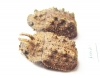 Tenebrionidae sp., pair  Malaysia, Borneo - INSECTS-STORE.RU