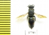 Chrysididae sp.  Russia, Tver reg. - INSECTS-STORE.RU