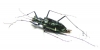 Oxygonia sp., female  Ecuador - INSECTS-STORE.RU