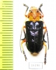 Glenida sp.  Laos - INSECTS-STORE.RU