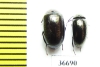 Tenebrionidae sp.  Indonesia, Sumatra - INSECTS-STORE.RU