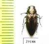 Sphaerobothris aghababiani  Armenia - INSECTS-STORE.RU