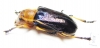 Glenida sp.  Laos - INSECTS-STORE.RU