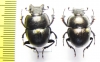 Lethrus kabaki, pair  Kirgizstan - INSECTS-STORE.RU
