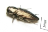 Sphaerobothris aghababiani  Armenia - INSECTS-STORE.RU