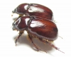 Dasygnathus dejeanii, pair  Australia - INSECTS-STORE.RU