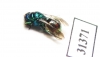 Chrysididae sp.  Russia, Moscow reg. - INSECTS-STORE.RU