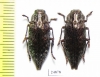 Dicerca alni  Russia, Kaluga reg. - INSECTS-STORE.RU