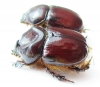 Novapus obscurus, pair  Australia - INSECTS-STORE.RU