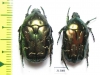Protaetia cuprina  Russia, Astrakhan reg. - INSECTS-STORE.RU