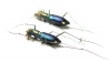Cylindera lautissima, pair  China, Sichuan prov. - INSECTS-STORE.RU
