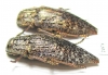 Dicerca alni  Russia, Kaluga reg. - INSECTS-STORE.RU