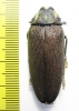 Steraspis speciosa arabica  Saudi Arabia - INSECTS-STORE.RU