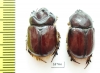 Novapus obscurus, pair  Australia - INSECTS-STORE.RU