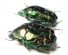 Protaetia cuprina  Russia, Astrakhan reg. - INSECTS-STORE.RU