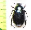 Rutelinae sp.  Thailand - INSECTS-STORE.RU