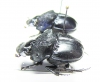 Phanaeus quadridens, male  Brasilia - INSECTS-STORE.RU