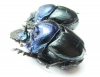 Diastellopalpus thomsoni, pair  Tanzania - INSECTS-STORE.RU