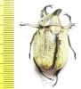 Lycomedes buckleyi, male  Ecuador - INSECTS-STORE.RU