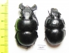 Lethrus strymonensis, pair  Greece - INSECTS-STORE.RU