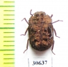 Tenebrionidae sp.  Indonesia, Sumatra - INSECTS-STORE.RU