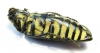Steraspis speciosa arabica  Saudi Arabia - INSECTS-STORE.RU