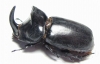 Oryctes ranavalo f. acuticollis, male  Madagascar 47mm - INSECTS-STORE.RU