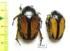 Trichostetha signata ssp., pair  South Africa Rep. - INSECTS-STORE.RU