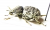 Brachyceridae sp.1  South Africa Rep. - INSECTS-STORE.RU