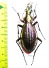 Carabus (Acoptolabrus) gehinii  Japan - INSECTS-STORE.RU