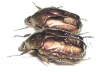 Protaetia cuprina  Russia, Astrakhan reg. - INSECTS-STORE.RU