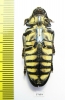 Steraspis speciosa arabica  Saudi Arabia - INSECTS-STORE.RU