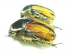 Trichostetha signata ssp., pair  South Africa Rep. - INSECTS-STORE.RU