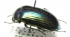 Tenebrionidae sp.  Australia - INSECTS-STORE.RU