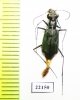 Cicindelinae sp.  Australia - INSECTS-STORE.RU