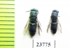 Chrysididae sp.  Russia, Tver reg. - INSECTS-STORE.RU
