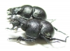Lethrus scoparius, pair  Kazakhstan - INSECTS-STORE.RU