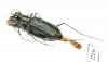 Cicindelinae sp.  Australia - INSECTS-STORE.RU