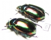 Rutelinae sp.  Laos - INSECTS-STORE.RU