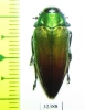 Actenodes alluaudi  Madagascar - INSECTS-STORE.RU