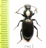 Tenebrionidae sp.  Australia - INSECTS-STORE.RU